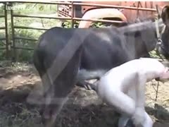 A donkey fucks a pervert, or a man fucks a donkey.
